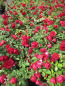 Preview: Edelrose Balmoral Palace